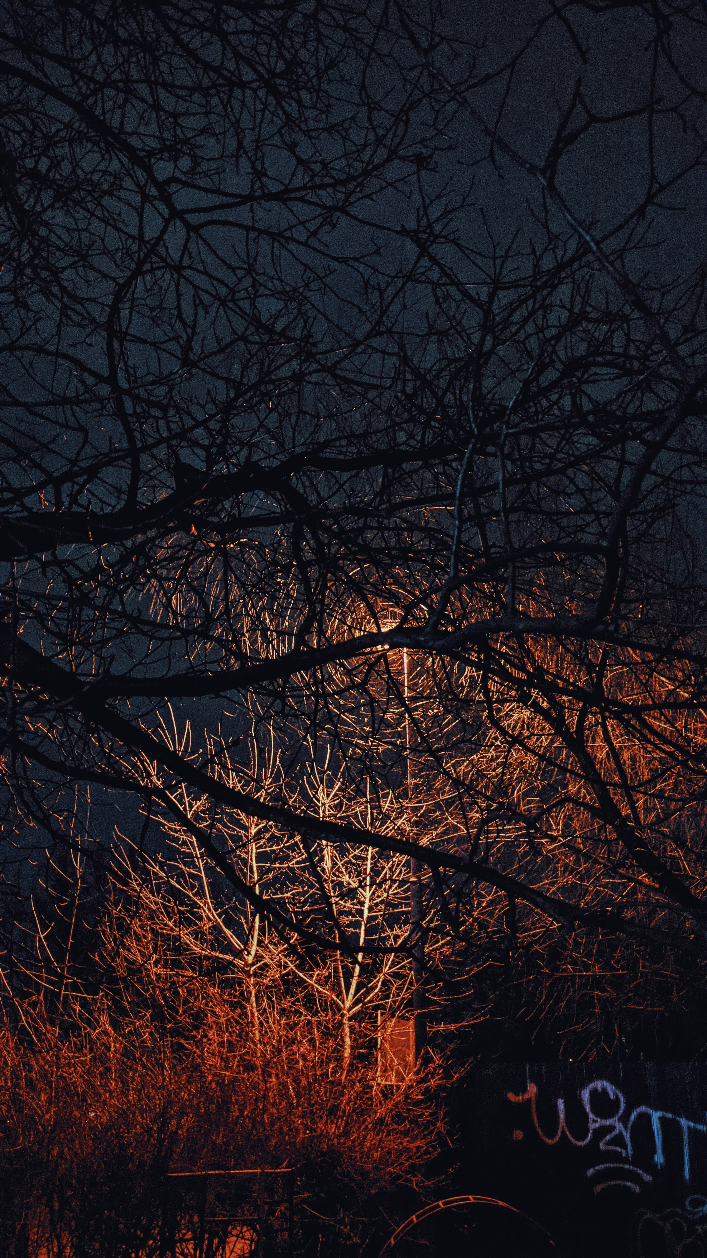 leafless tree under blue sky