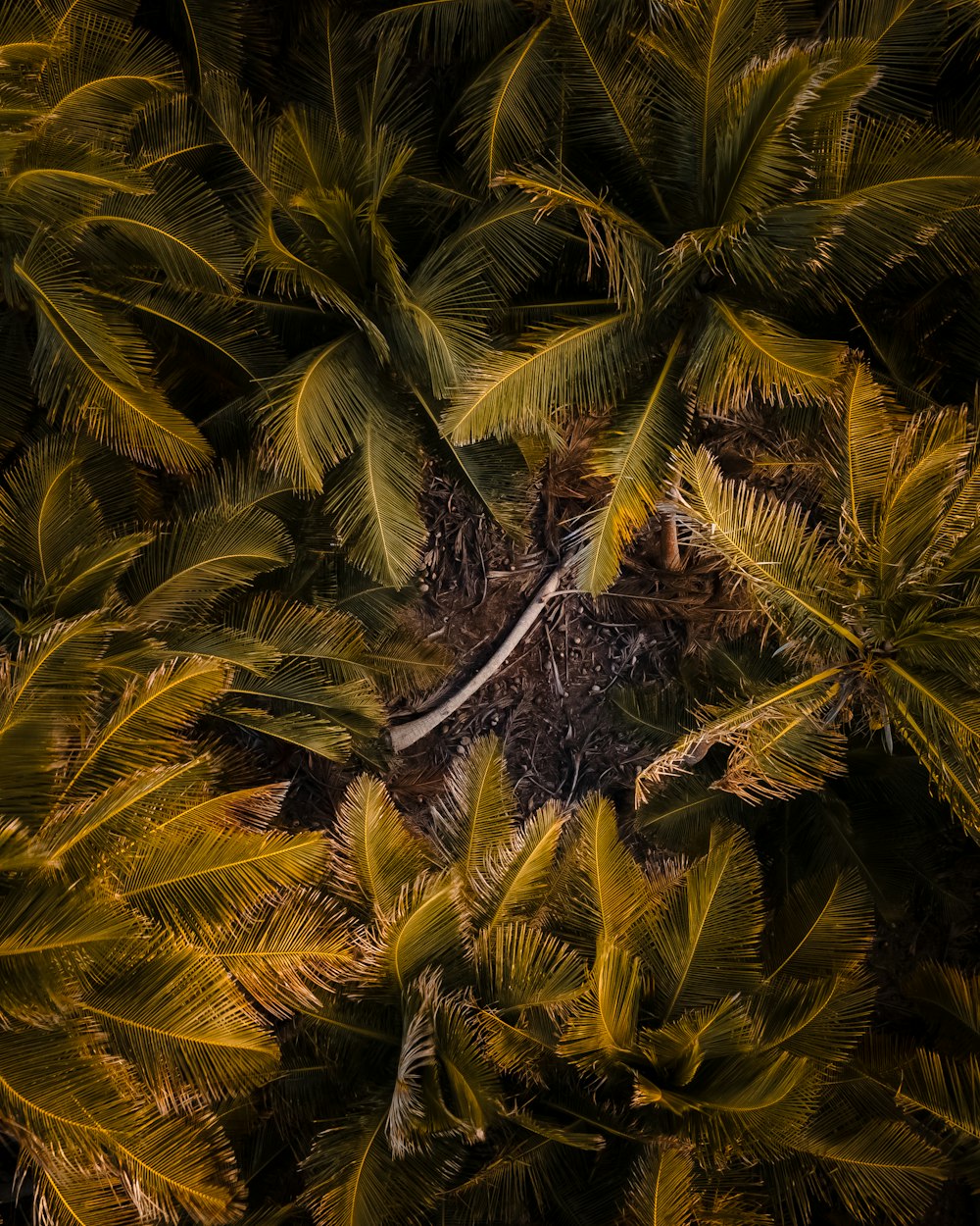 green and brown palm tree