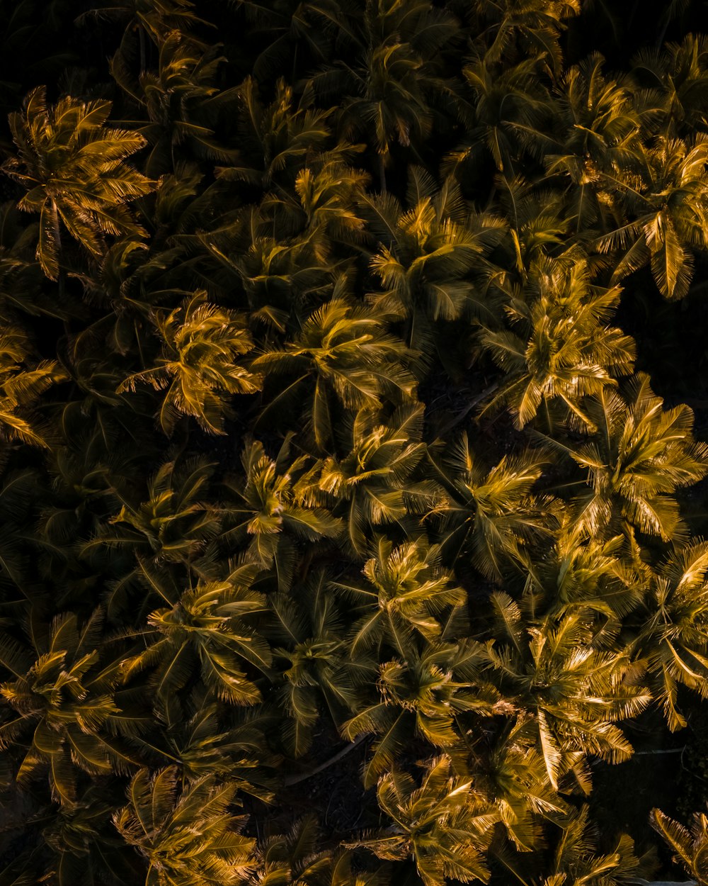 yellow and green leaves on ground