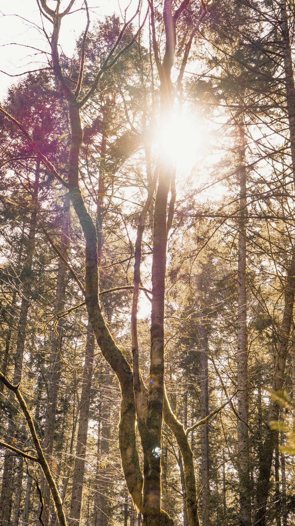 brown and green trees during daytime