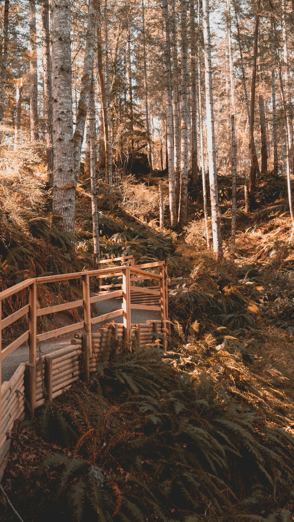 brown wooden ladder in the woods