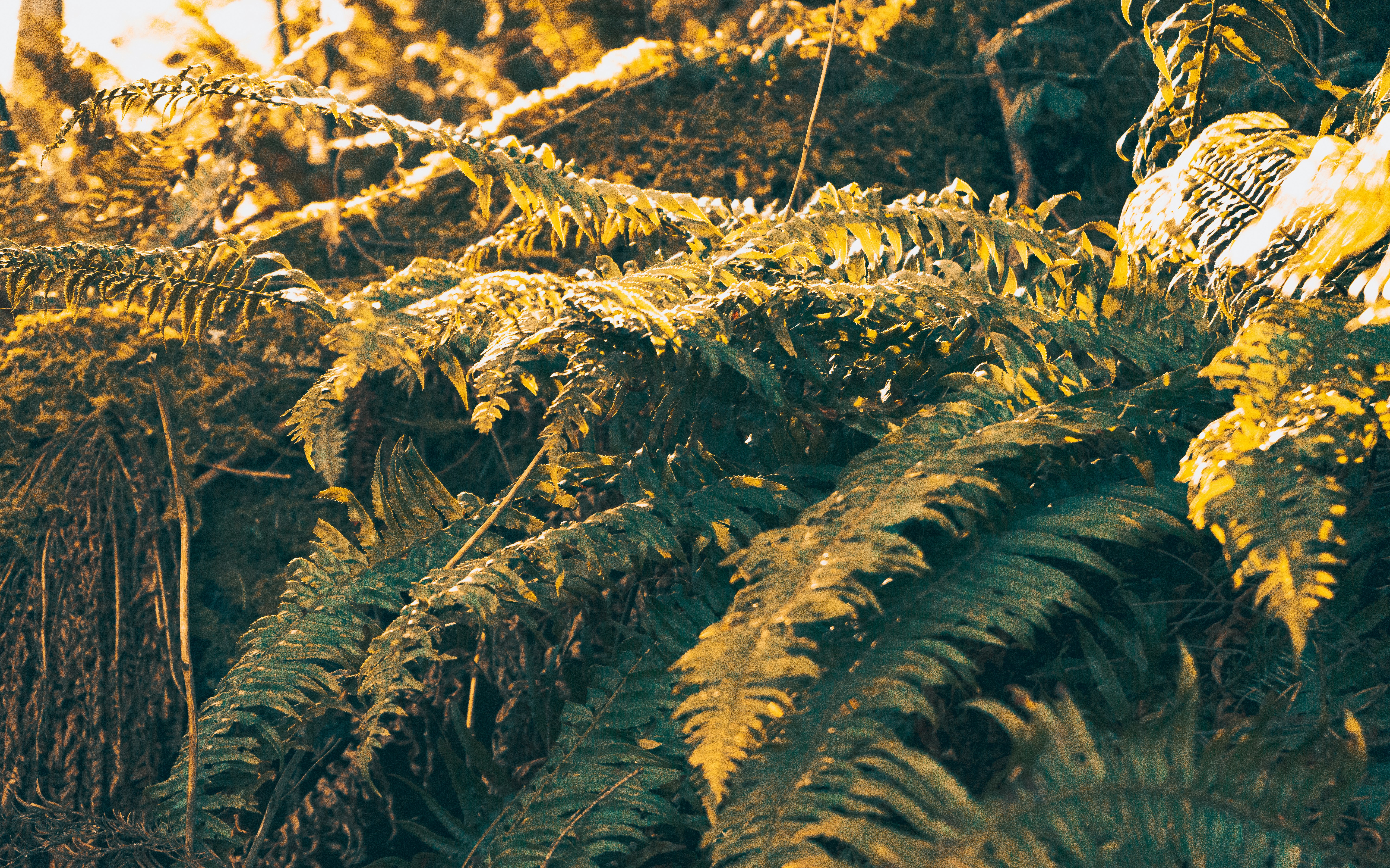 Photo by colefreeman