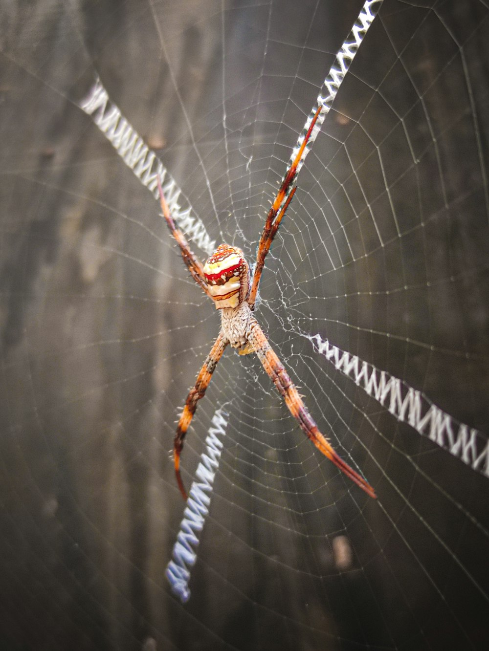 brown and black spider on spider web in close up photography during daytime