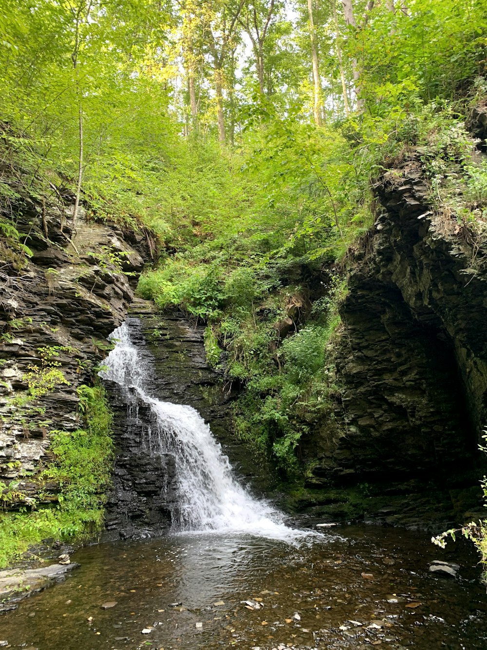 El agua cae en medio del bosque