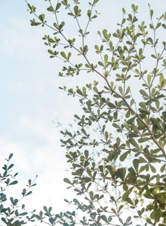 Green leaves on branches stretch toward a clear blue sky. The leaves are abundant and lush, suggesting healthy growth and a vibrant natural environment.