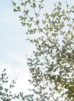 Green leaves on branches stretch toward a clear blue sky. The leaves are abundant and lush, suggesting healthy growth and a vibrant natural environment.