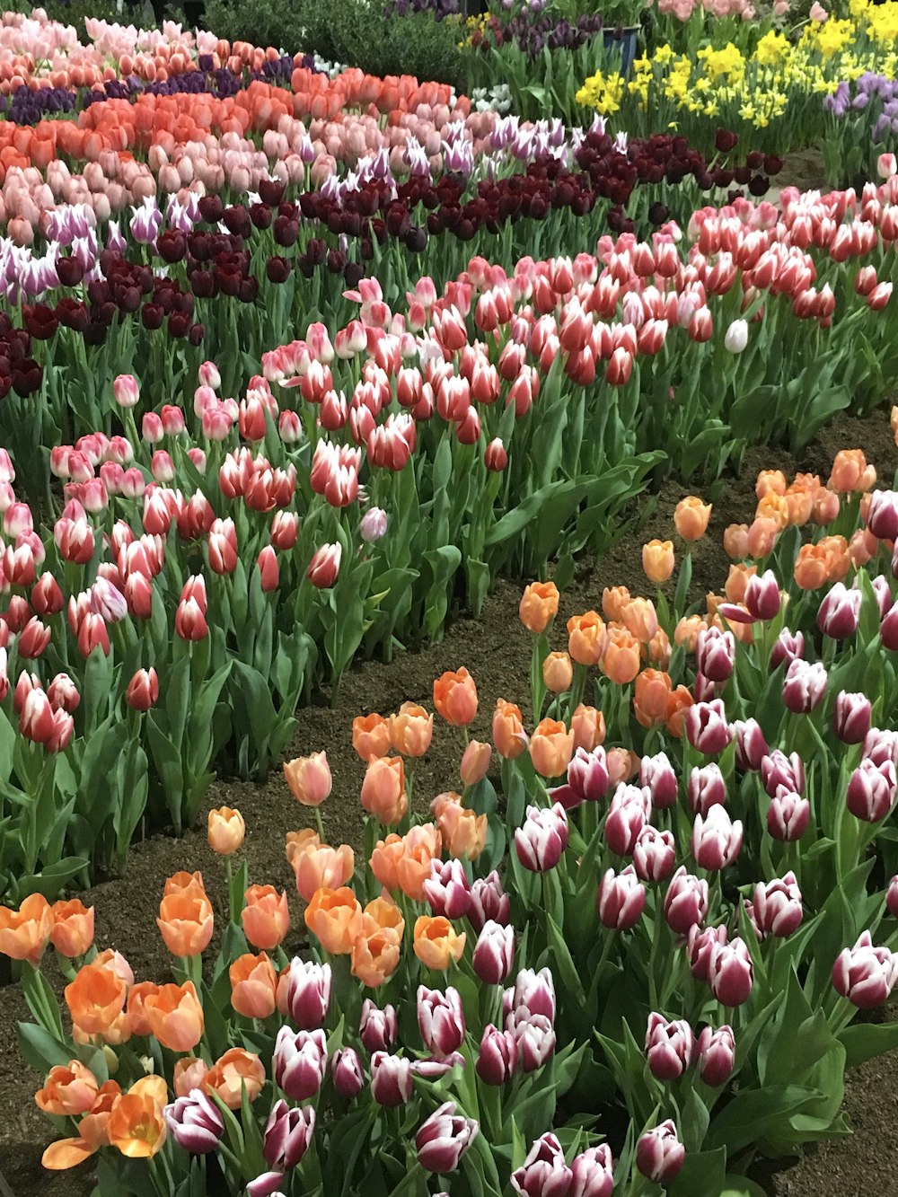 red and purple tulips field