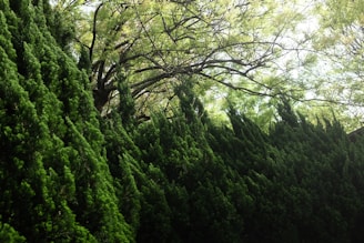 A lush array of vibrant green plants forms a natural wall, while above, the branches of an overarching tree spread out with fresh leaves filtering sunlight.