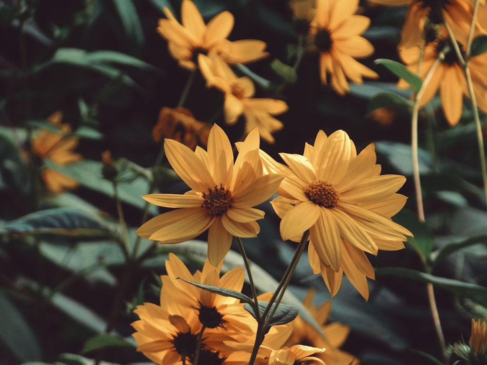 yellow flower in tilt shift lens