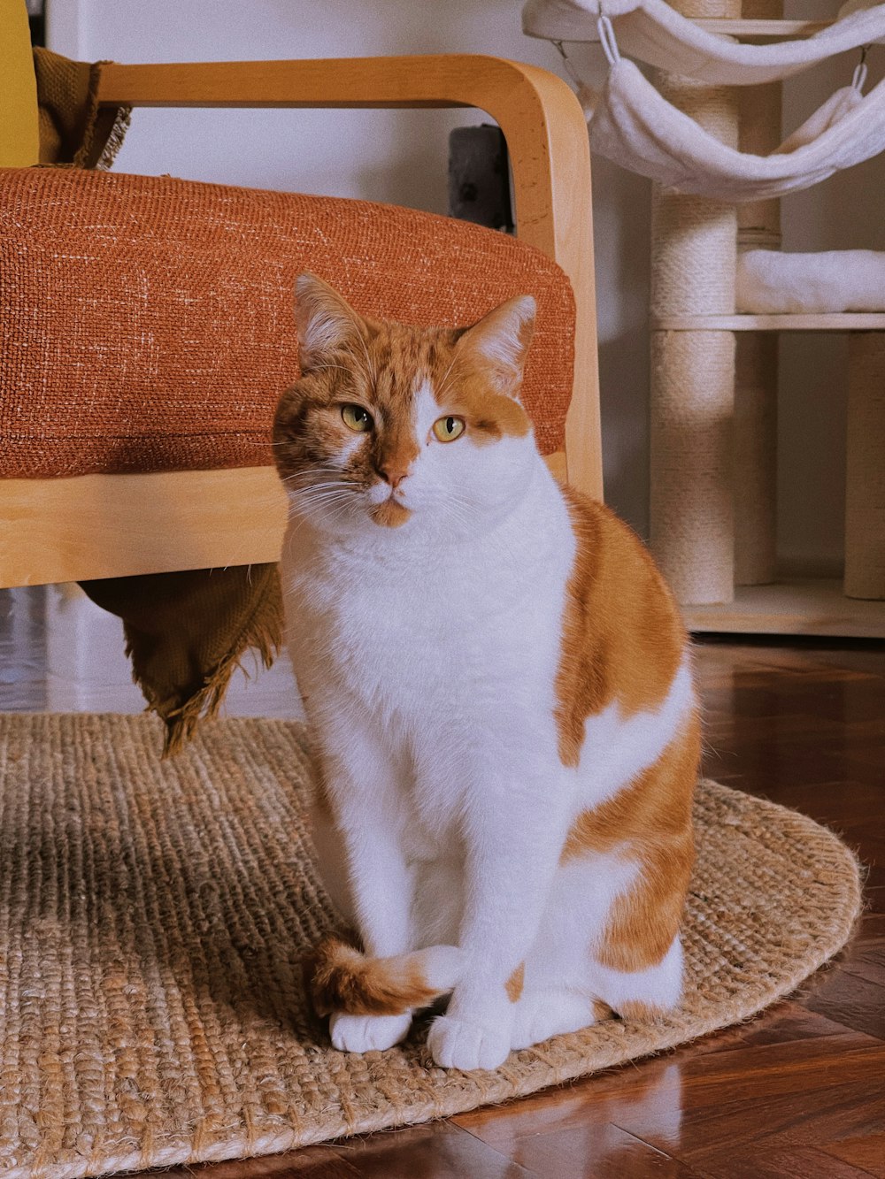 orange and white cat on brown wooden table
