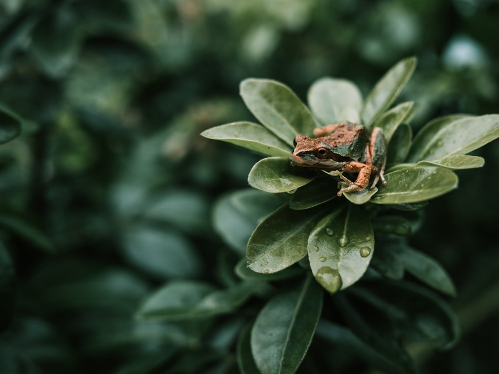 green leaves with water droplets