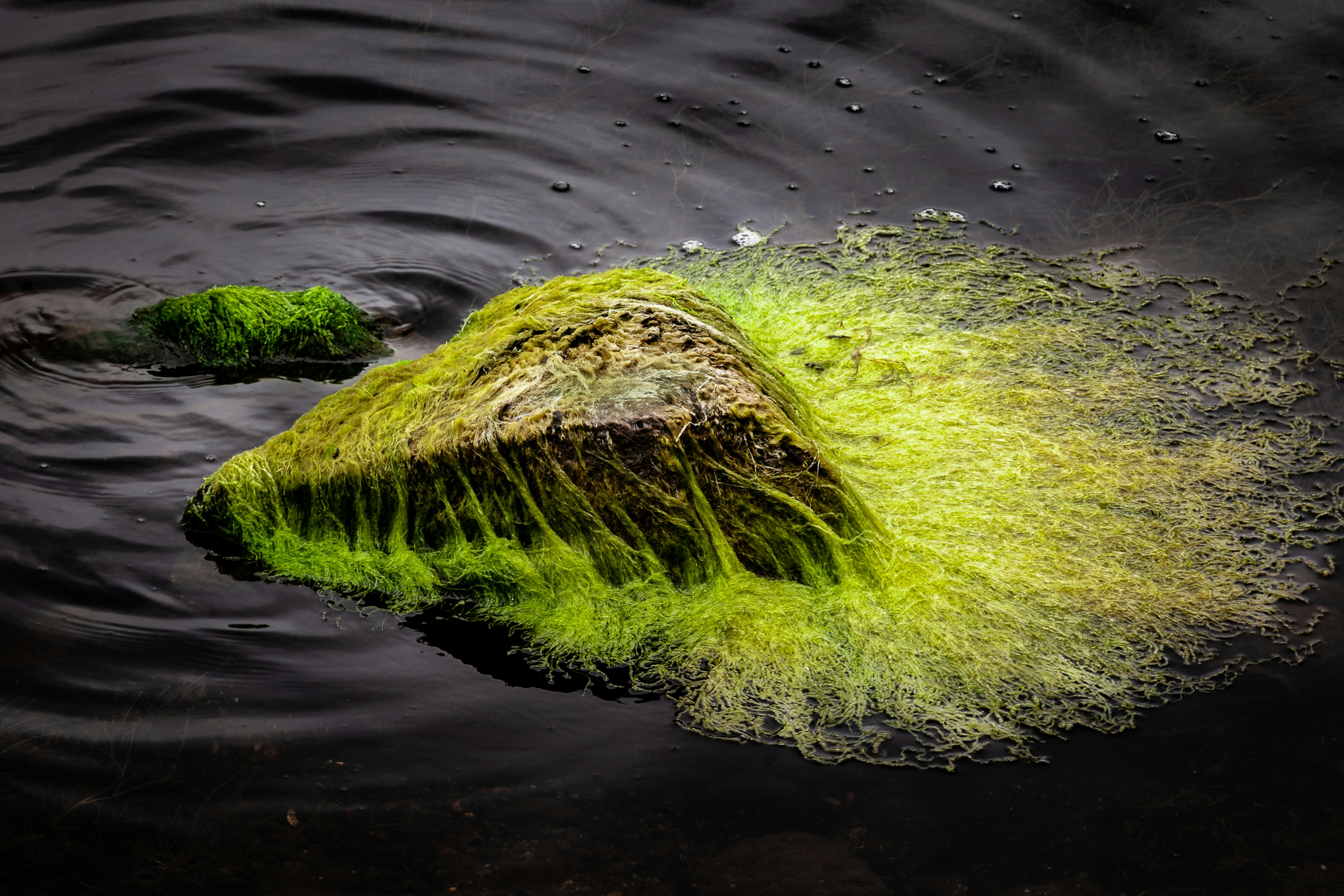 green moss on body of water