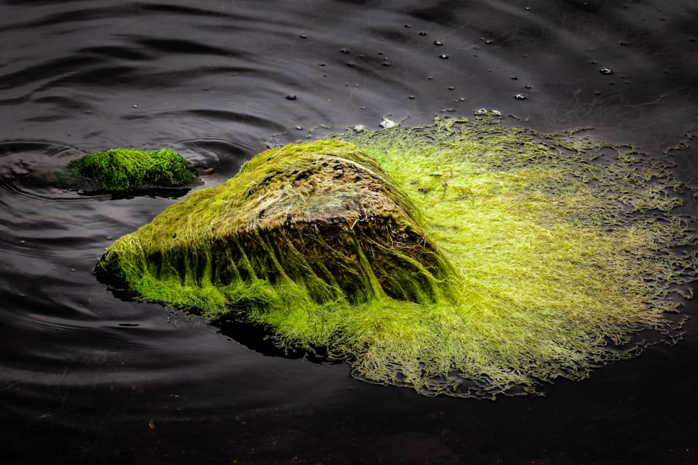 green moss on body of water