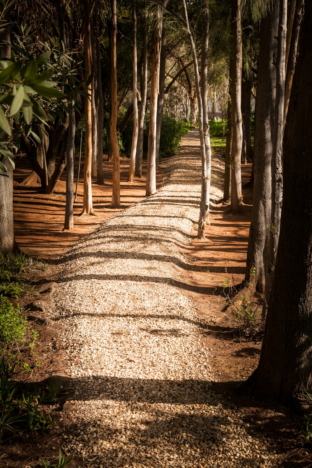 brown wooden pathway between green trees during daytime