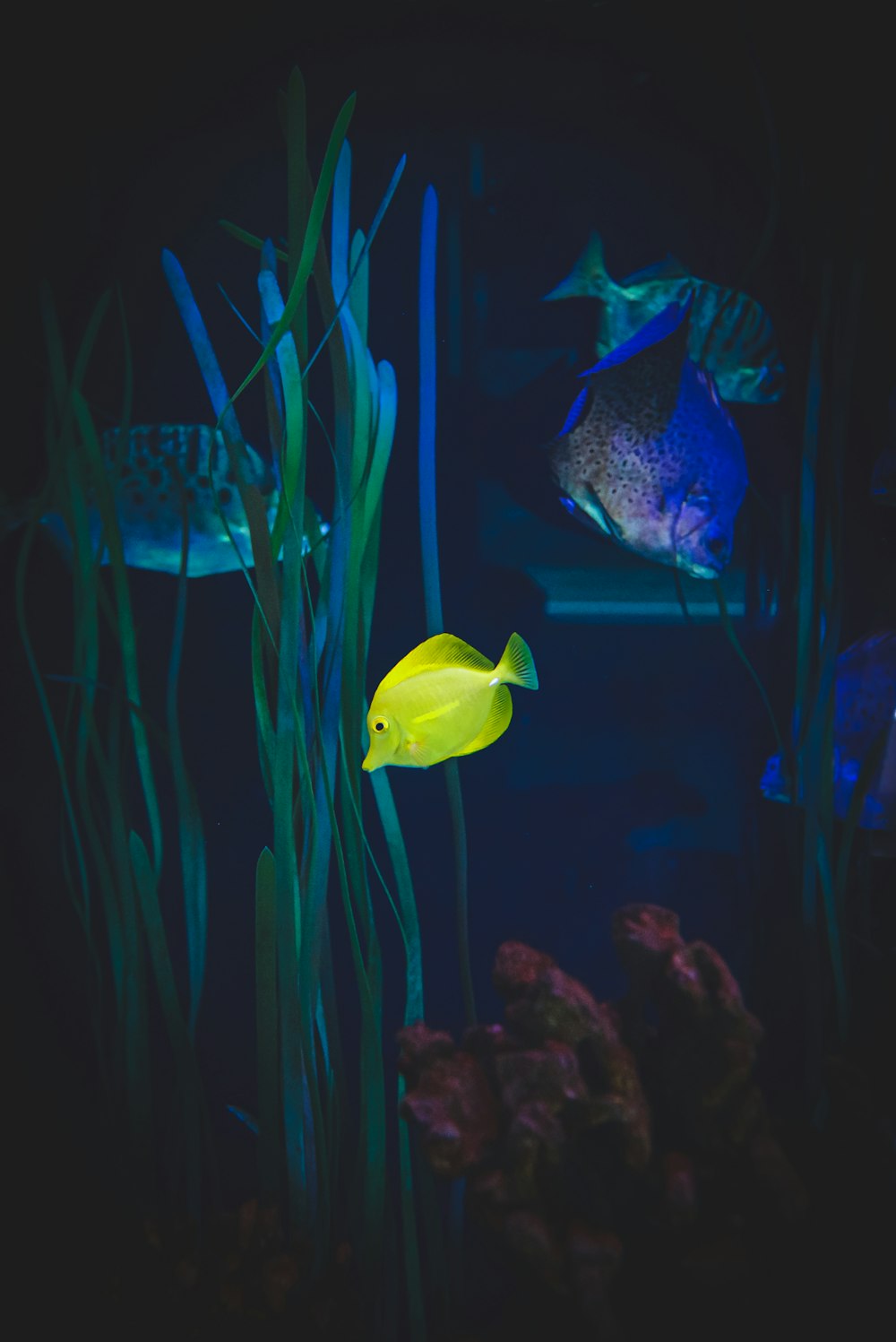 물고기 탱크에있는 노란 물고기