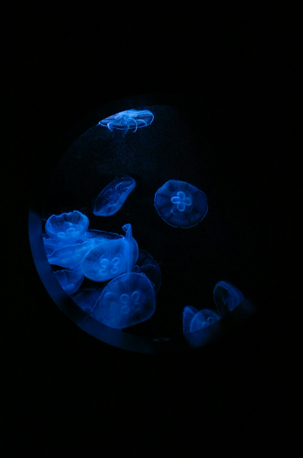 blue jellyfish on black background