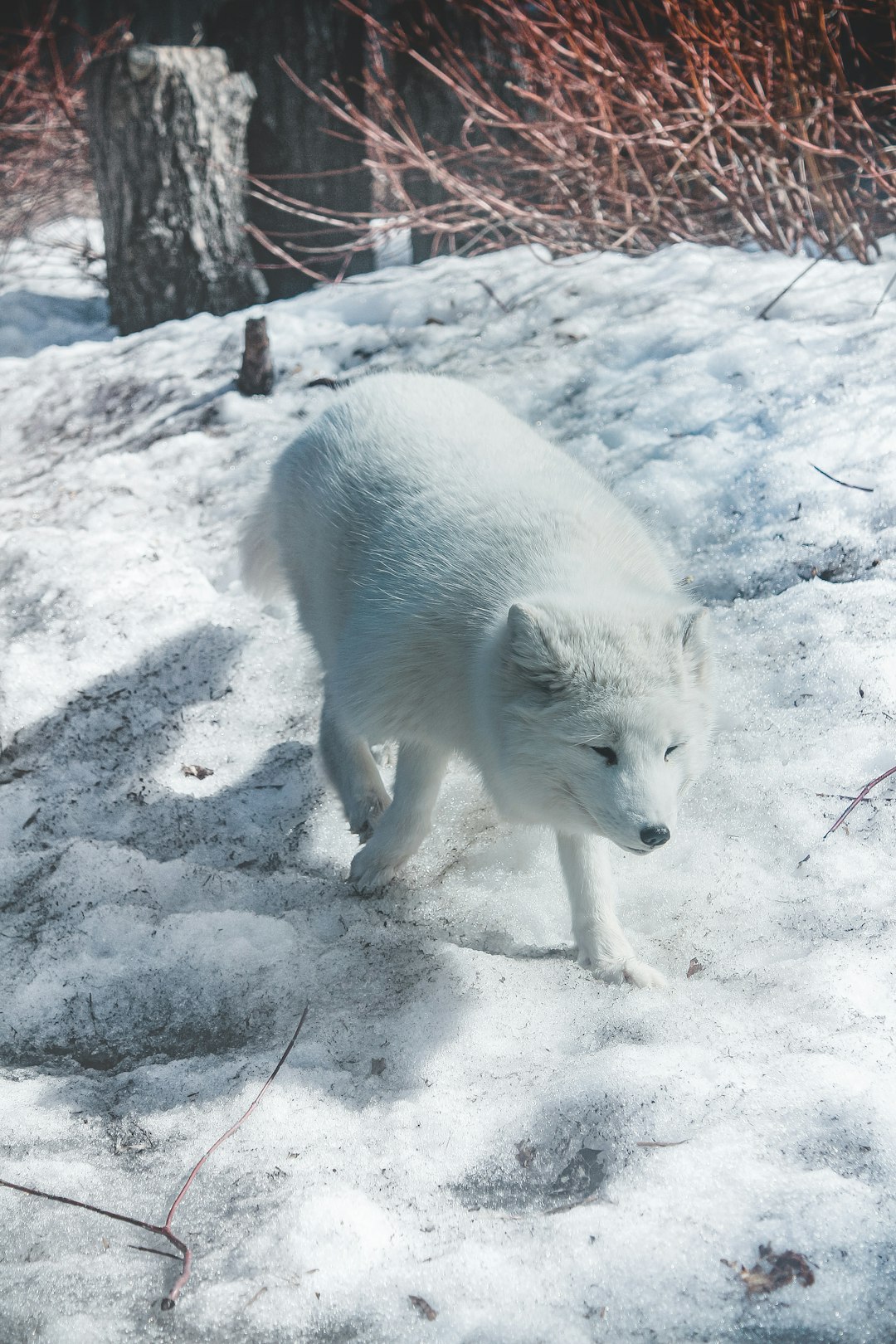 white fox on gray sand during daytime