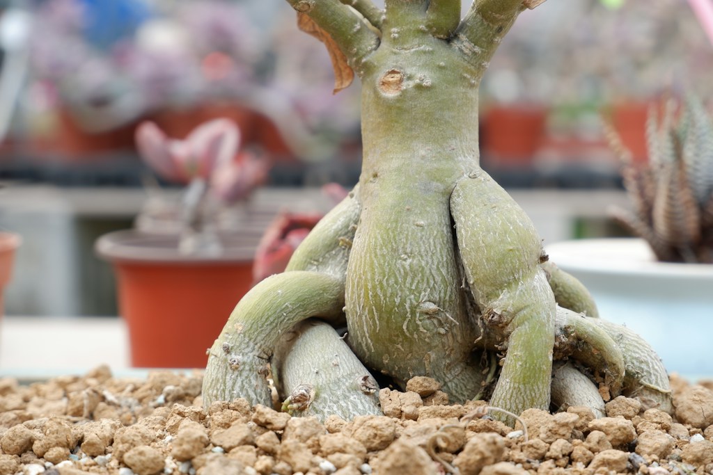 Euphorbia ramena