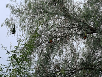 A vibrant jungle scene with colorful birds perched on lush green branches under a bright sky.