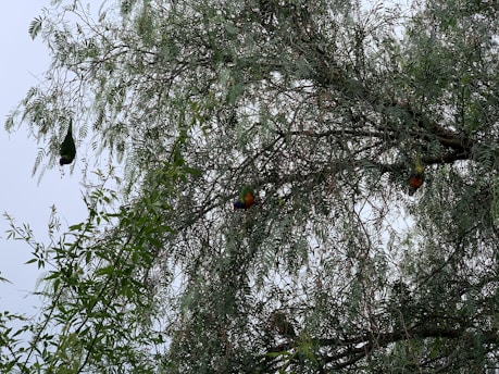 A vibrant jungle scene with colorful birds perched on lush green branches under a bright sky.