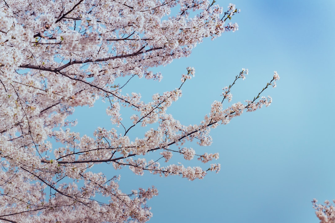 white cherry blossom tree under blue sky during daytime