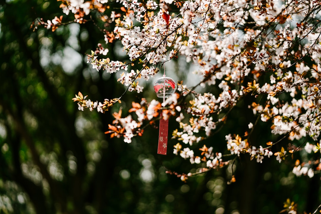 red and white cross hanging on white cherry blossom tree during daytime