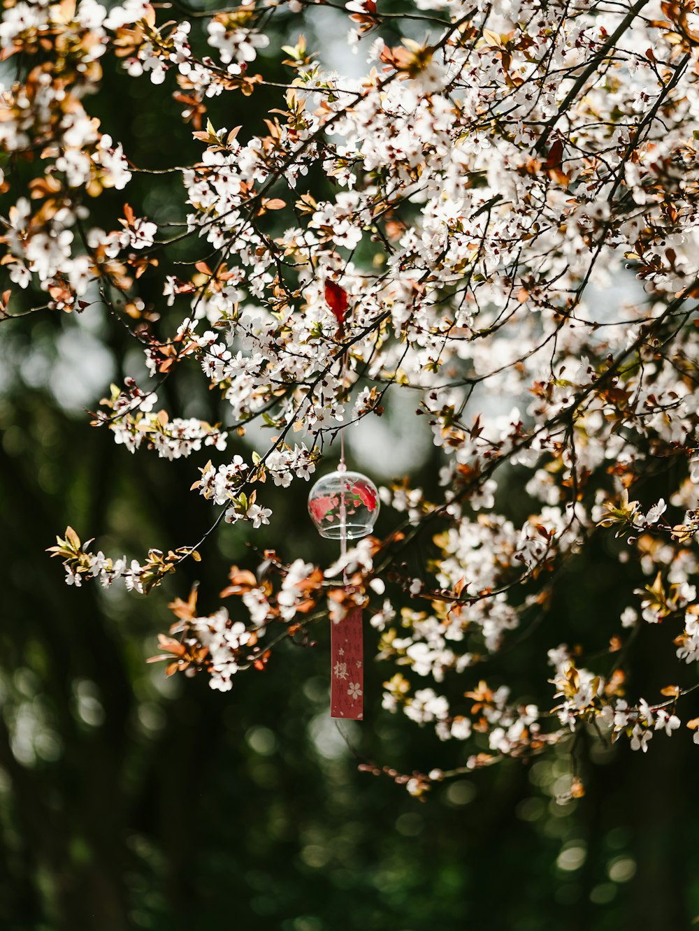 adorno colgante rojo y blanco en el árbol de flor de cerezo rosado durante el día