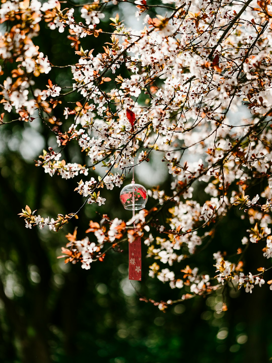 red and white hanging ornament on pink cherry blossom tree during daytime