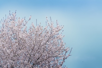 A serene cherry blossom tree in full bloom against a clear blue sky, symbolizing growth and creativity.