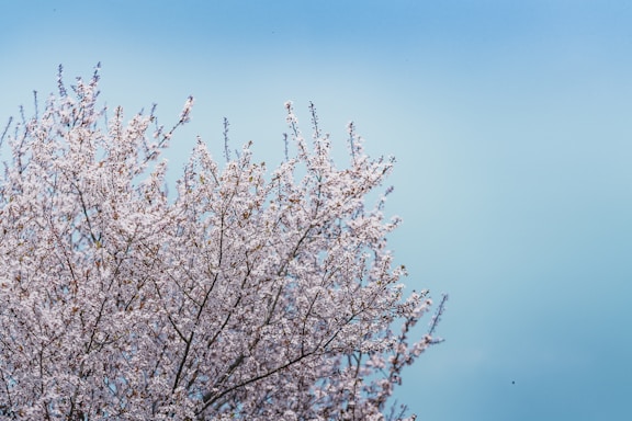 A serene cherry blossom tree in full bloom against a soft blue sky.