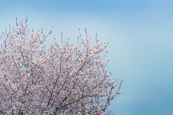A serene cherry blossom tree in full bloom against a clear blue sky, symbolizing growth and creativity.