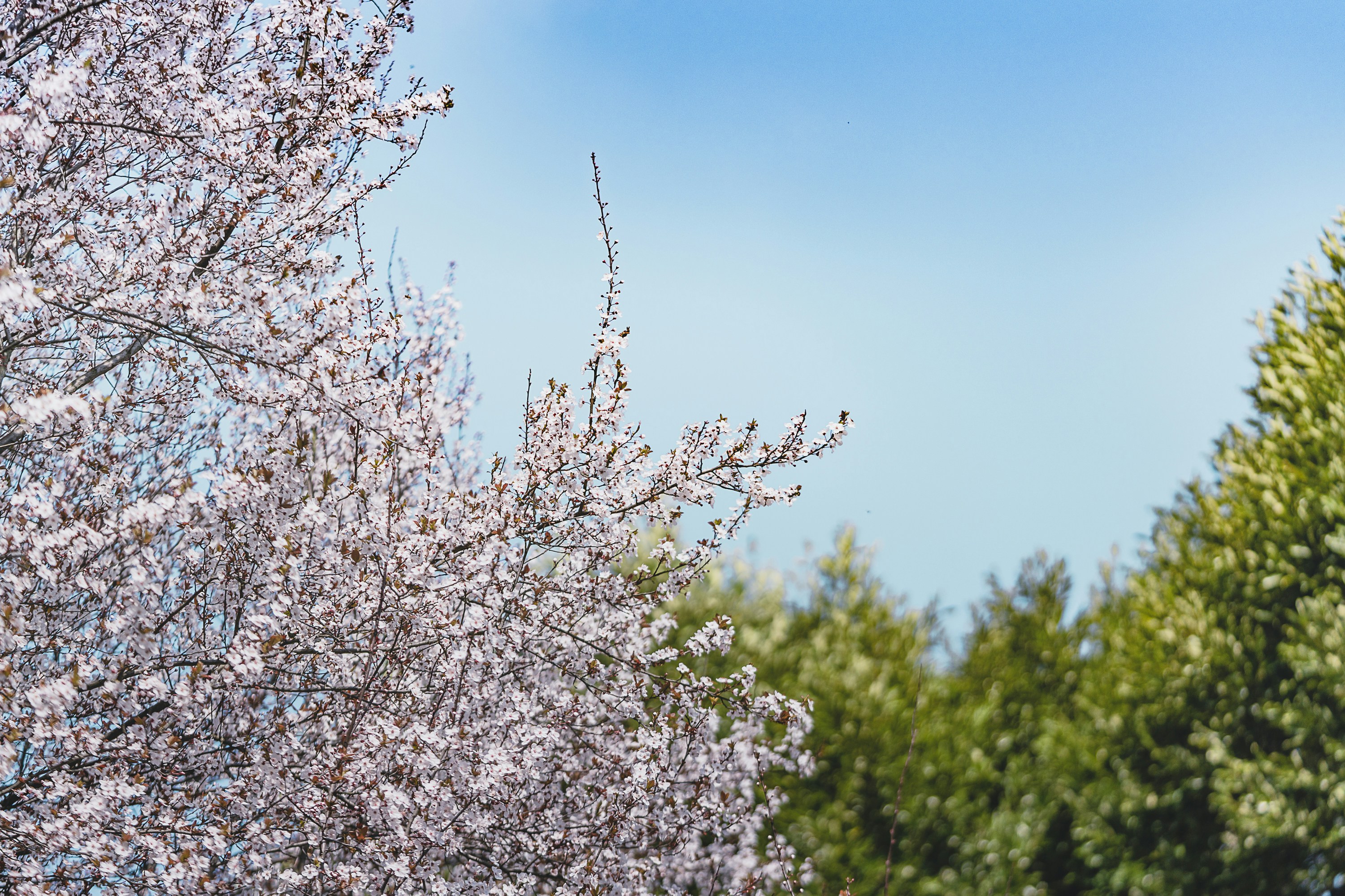 昼間の青空の下の白い桜の木の写真 Unsplashで見つける無錫の無料写真