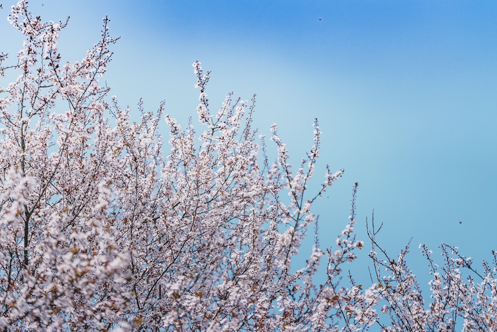 Foto flor de cerezo blanca bajo un cielo azul durante el día – Imagen China  gratis en Unsplash