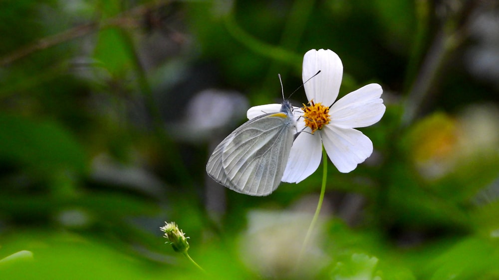 white flower in tilt shift lens