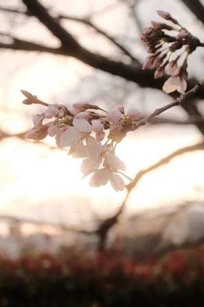 A delicate watercolor painting of a blooming cherry blossom branch with soft pink hues.