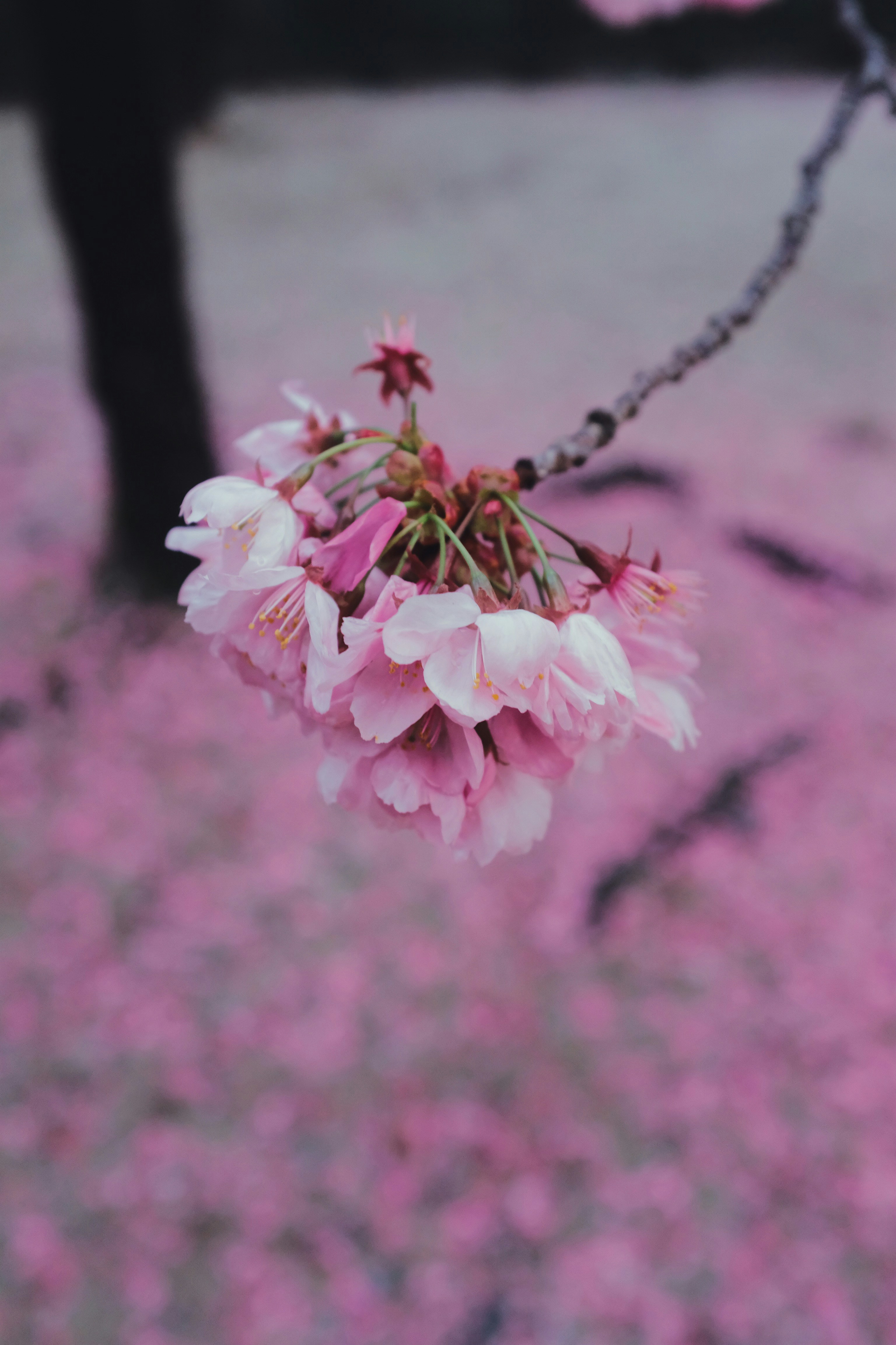 Photo by mak_jp