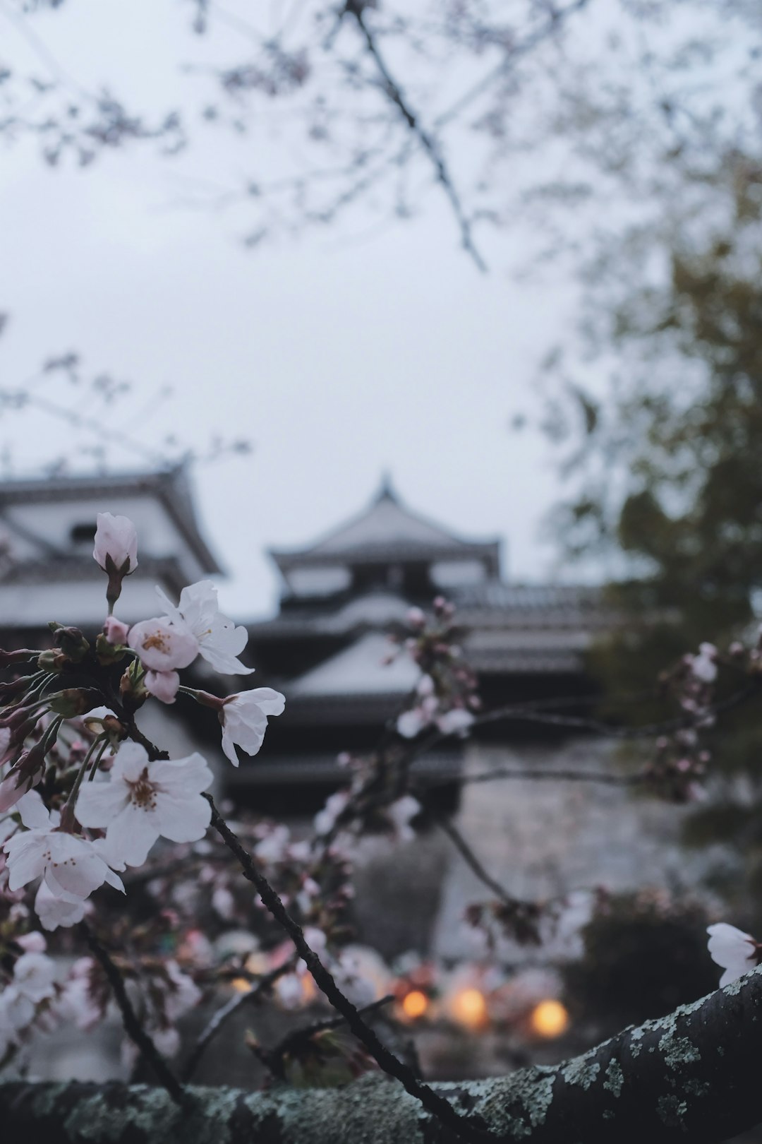 white cherry blossom in bloom during daytime