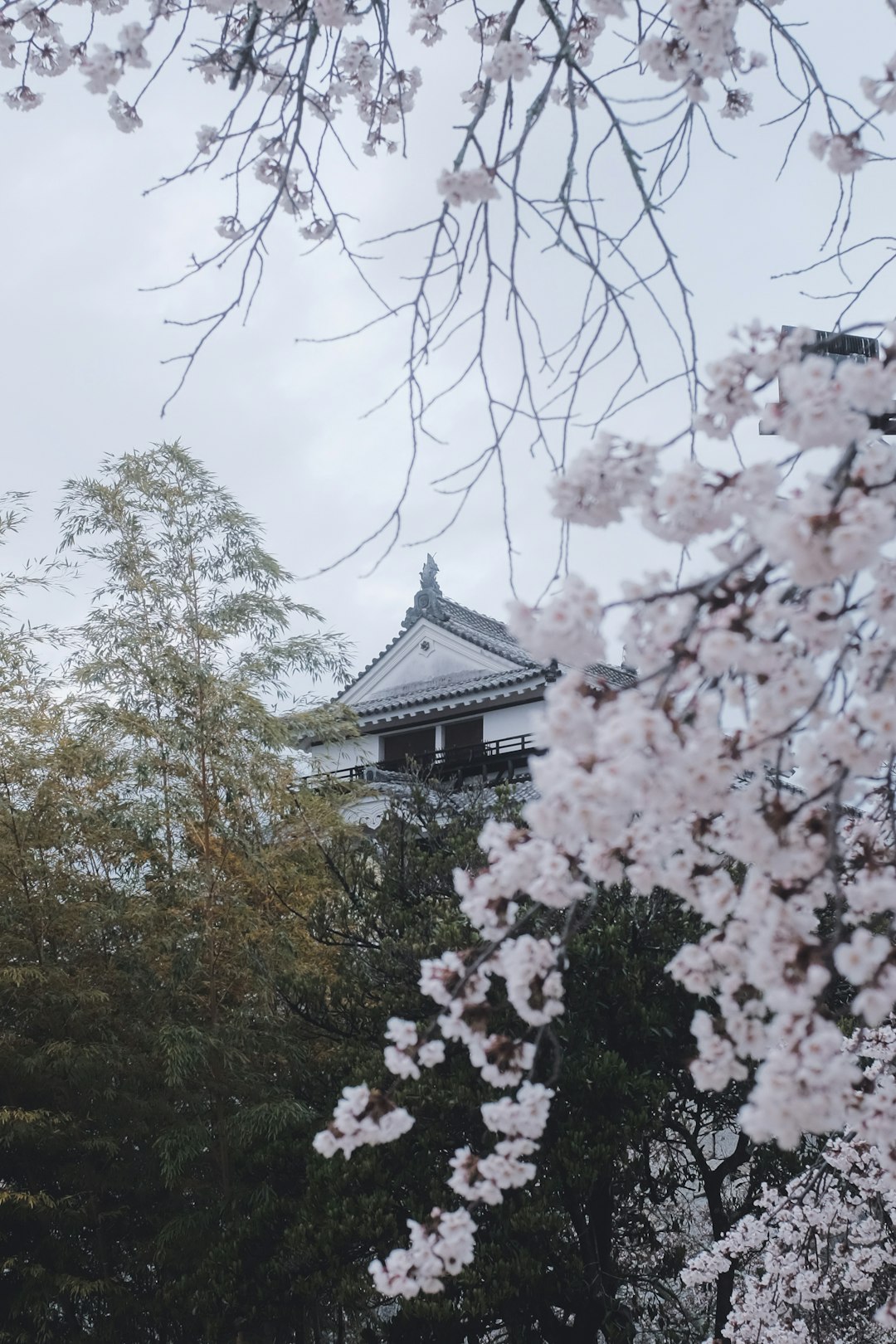 white cherry blossom tree during daytime