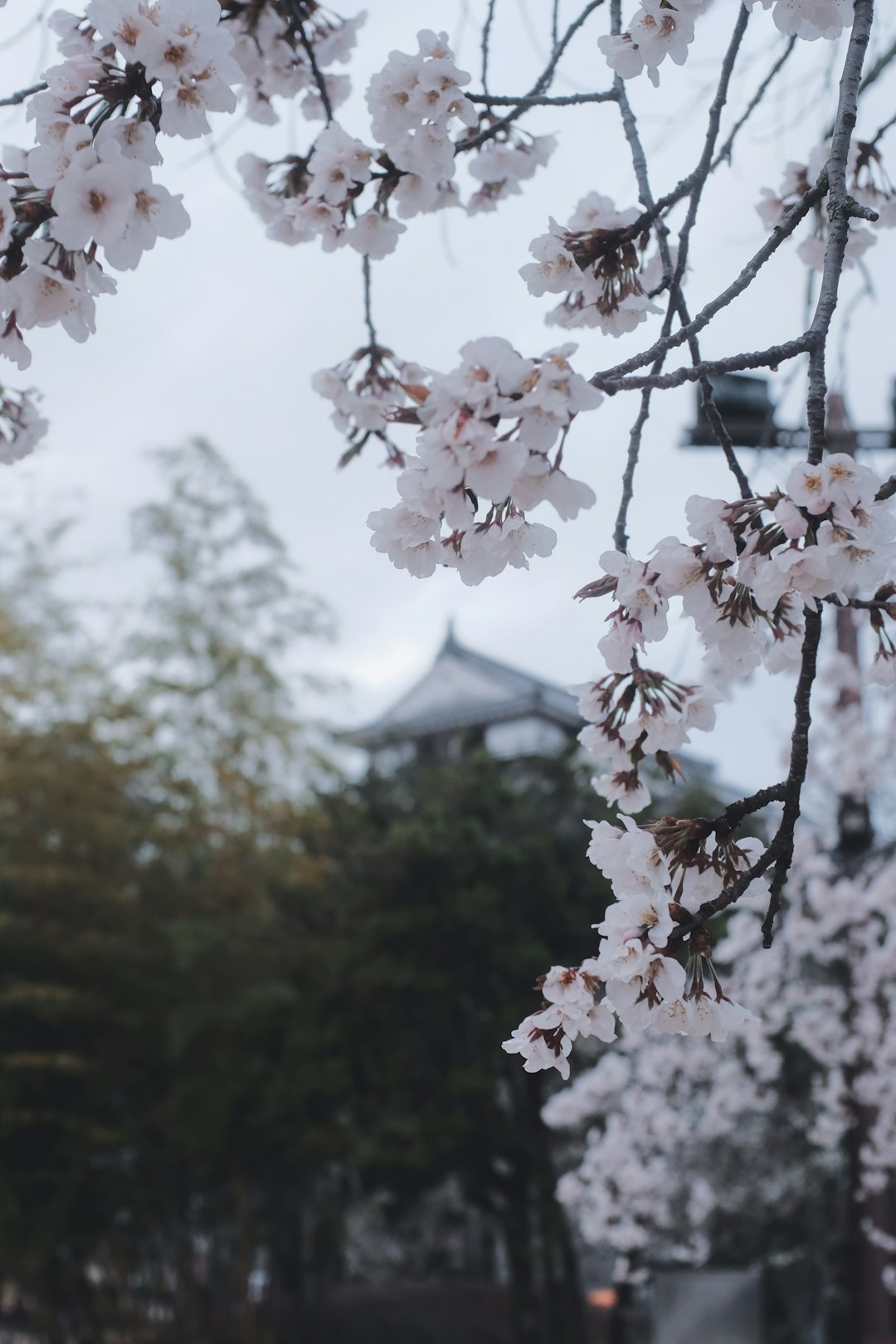 white cherry blossom in close up photography