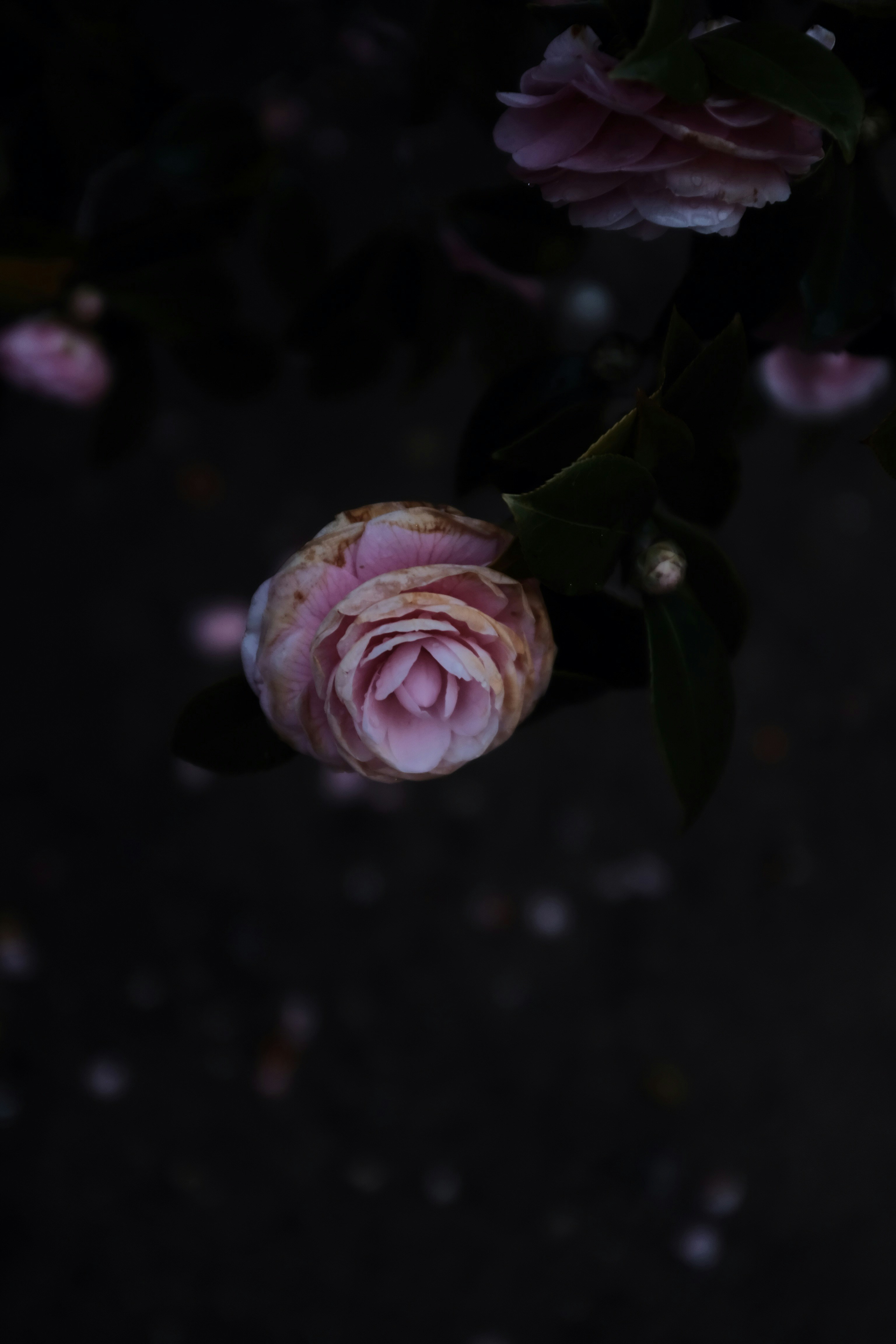 黒の背景に白と紫の花の写真 Unsplashで見つけるグレーの無料写真