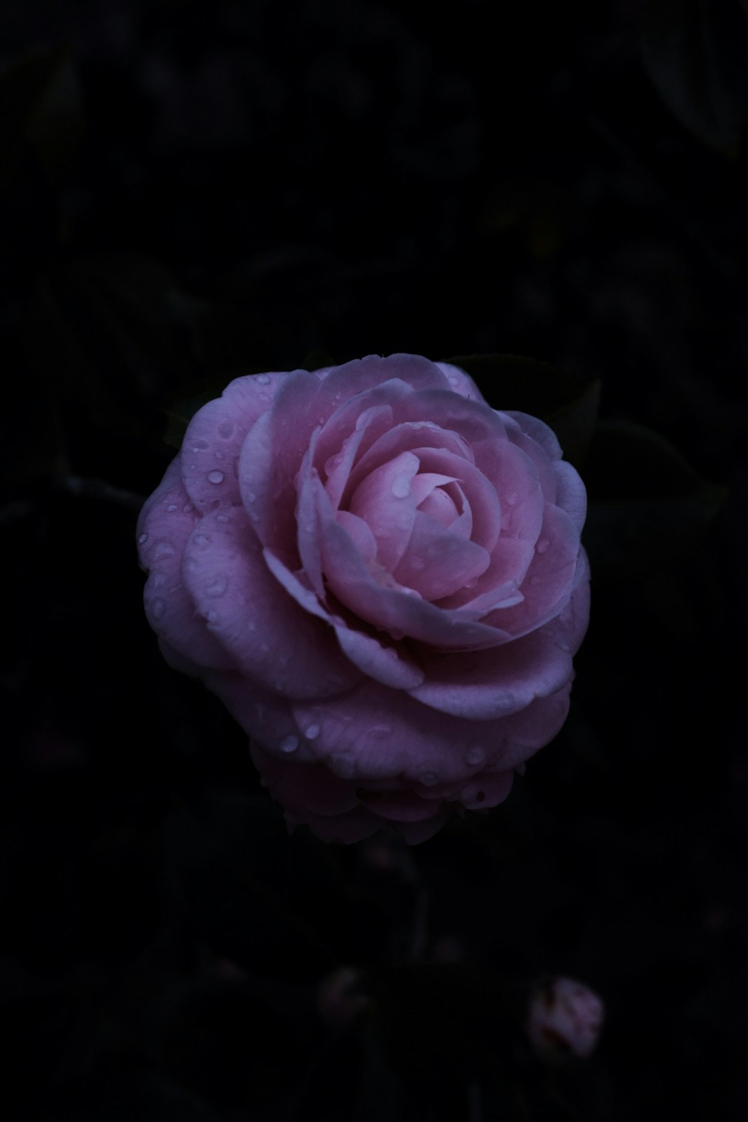 pink rose in bloom close up photo