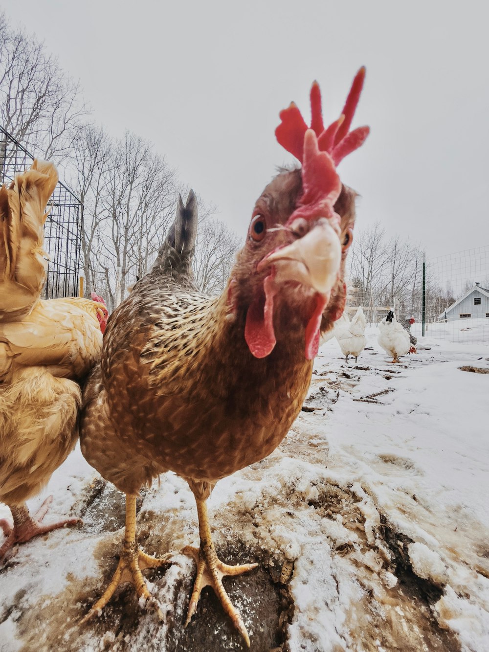 a chicken standing on top of a pile of snow