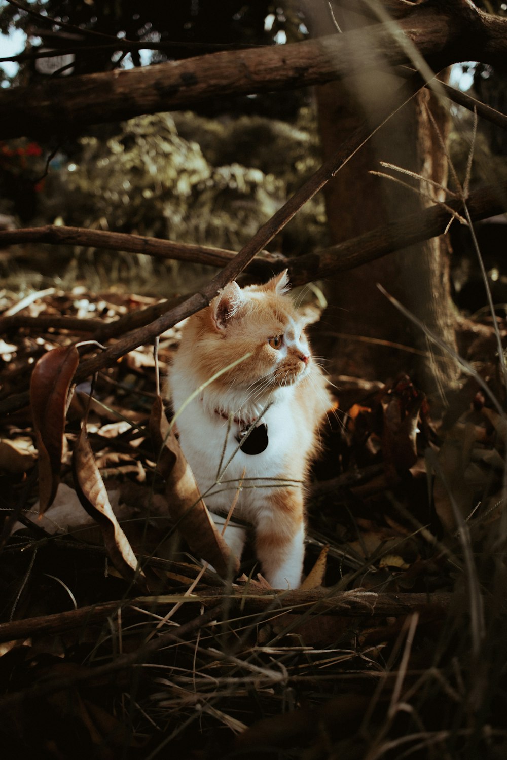 orange and white cat on brown dried leaves