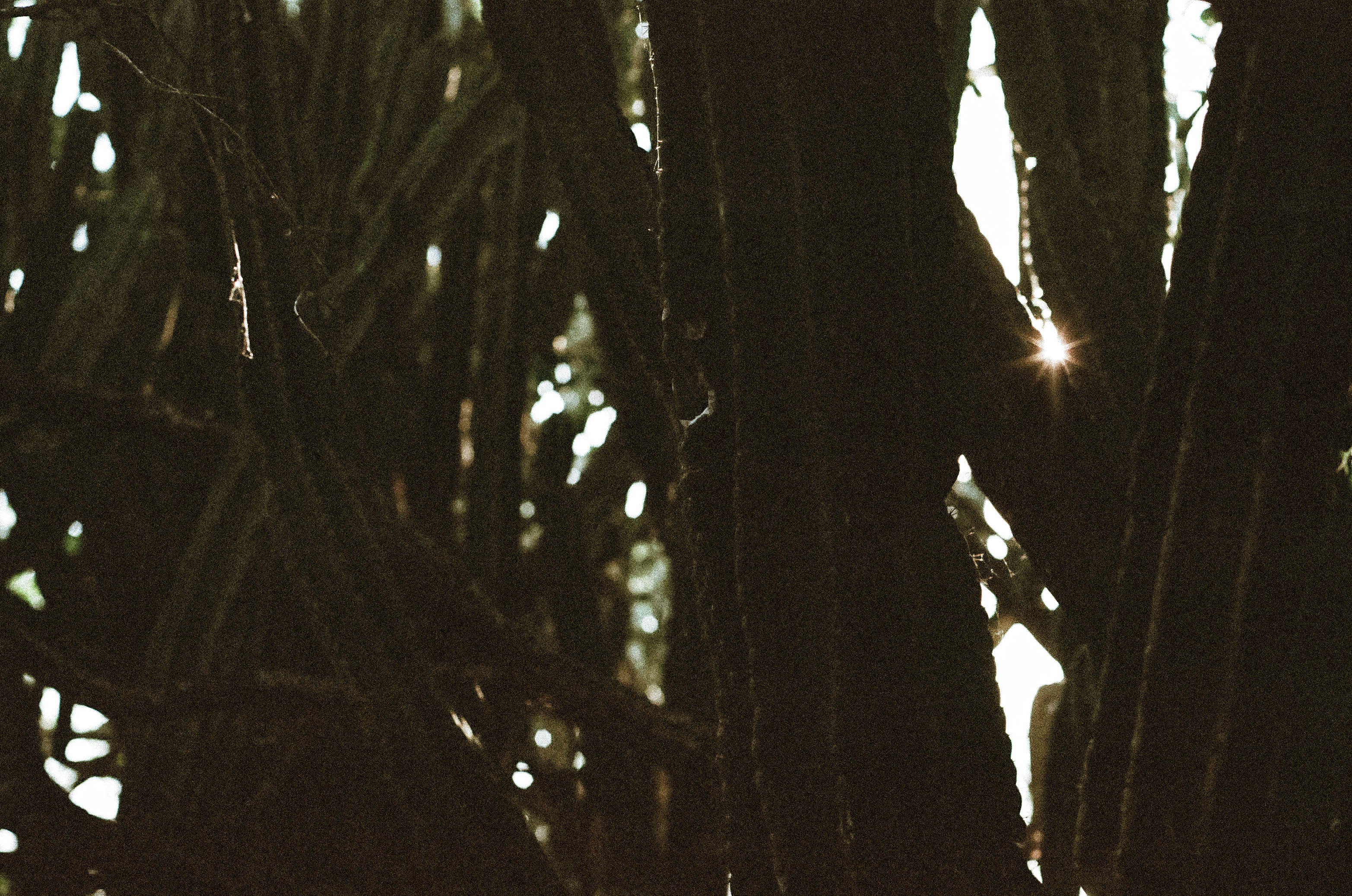woman in black dress standing on tree during daytime