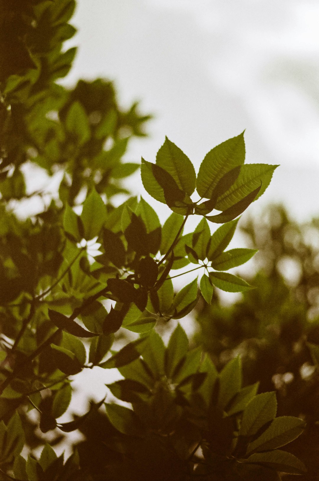 green leaves in tilt shift lens