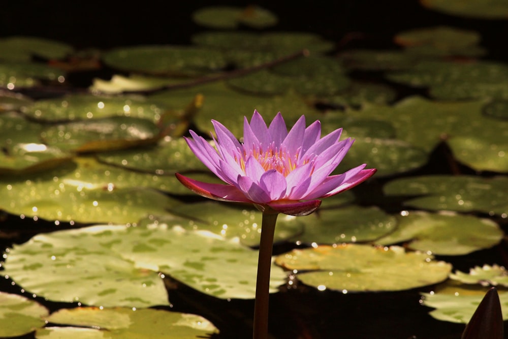 pink lotus flower on water