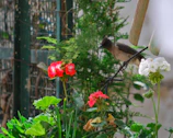 Bird perched near a weather station sensor in a lush garden.