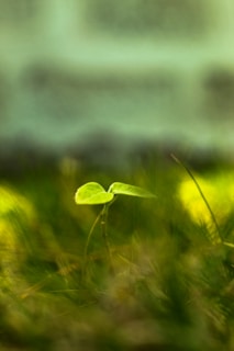 Soft-focus background of green foliage with a single bright sprout in sharp focus, representing growth.