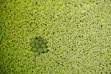 green and black flower petals