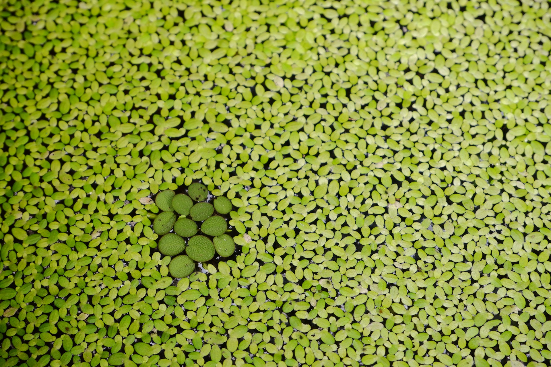 green and black flower petals